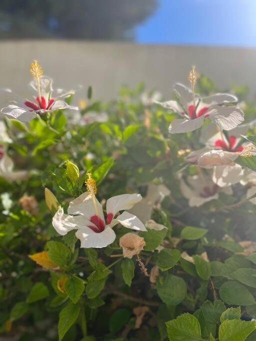 Apartament Reihenhaus Mit Garten In Moravit Moraira Teulada Zewnętrze zdjęcie